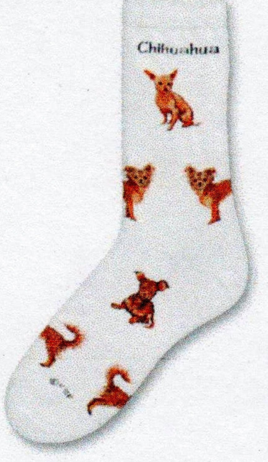 FBF Chihuahua Poses 2 Socks have Long Coat and Smooth Coat versions of this Dog. On a background of White with the Name Chihuahua then different Poses over the sock.  